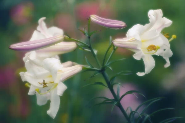 MAM_0262. Lilium longiflorum. Lily - Easter lily. White subject