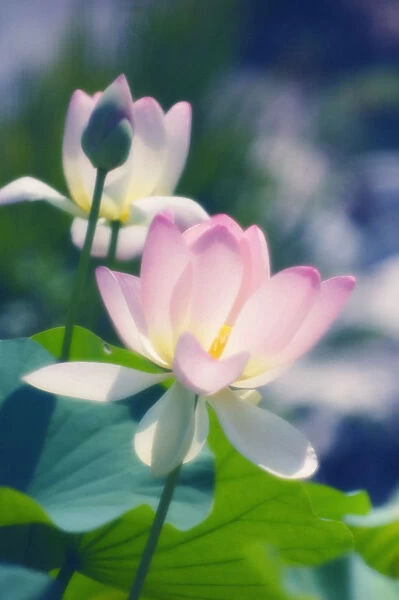MAM_0276. Nelumbo nucifera. Lotus - Sacred lotus. Pink subject