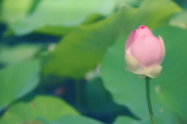 MAM_0279. Nelumbo nucifera. Lotus - Sacred lotus. Pink subject