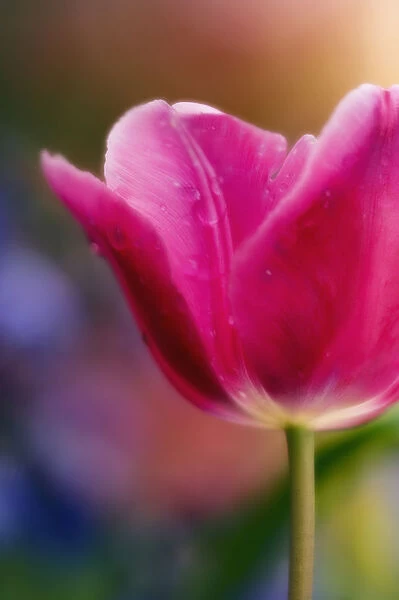 MAM_0564. Tulipa - variety not identified. Tulip. Pink subject