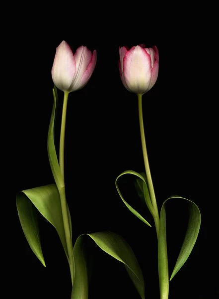 MH_0079. Tulipa - variety not identified. Tulip. Pink subject. Black b / g