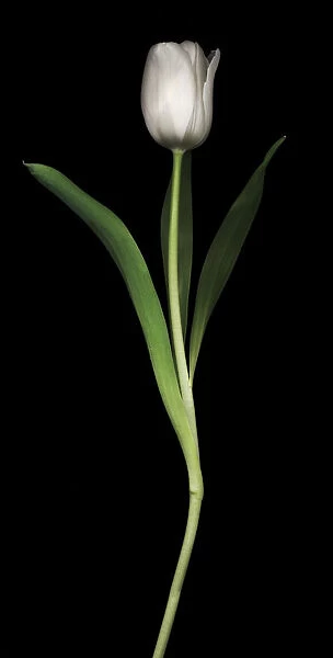 MH_0083. Tulipa - variety not identified. Tulip. White subject. Black b / g