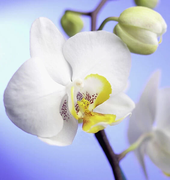 Orchid, Moth orchid, Phalaenopsis Jupiter