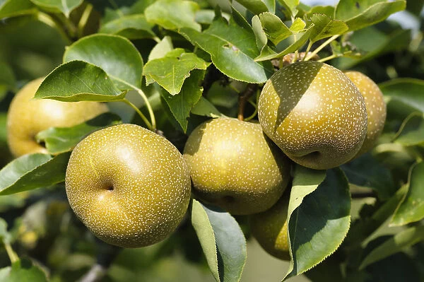 Pear, Nashi pear, Pyrus, Pyrus pyrifolia