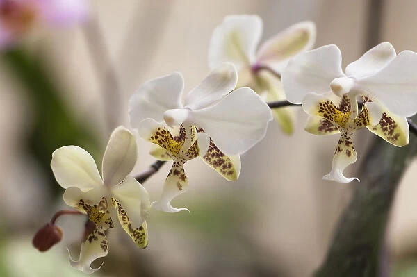phalaenopsis stuartiana, orchid, moth orchid, white subject