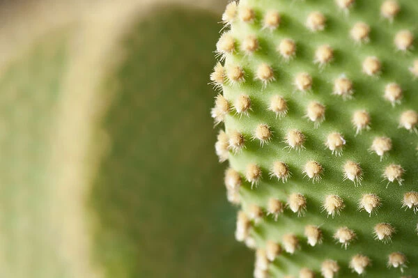 Polka dot cactus, Bunny ears, Opuntia microdasys