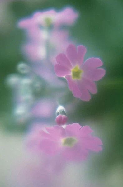 IR_55. Primula frondosa. Primula  /  Primrose. Pink subject. Green b / g