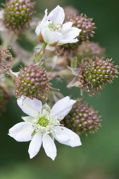 PT_0571. Rubus laciniatus Loch Ness. Blackberry. White subject