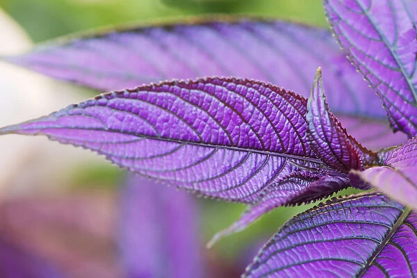 purple shield, strobilanthes dyerianus