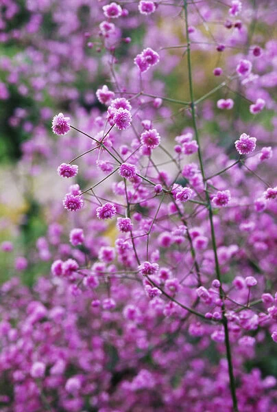 RE_0188. Thalictrum - variety not identified. Meadow rue. Pink subject