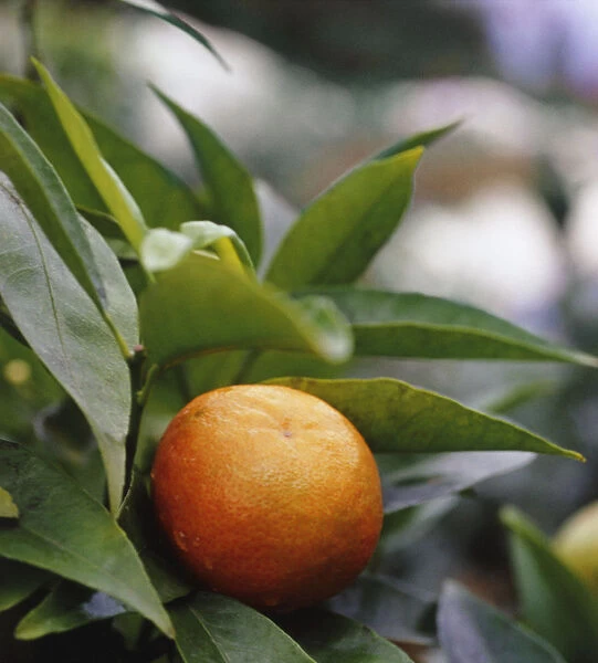 RE_0203. Citrus reticulata De Nules. Clementine. Orange subject