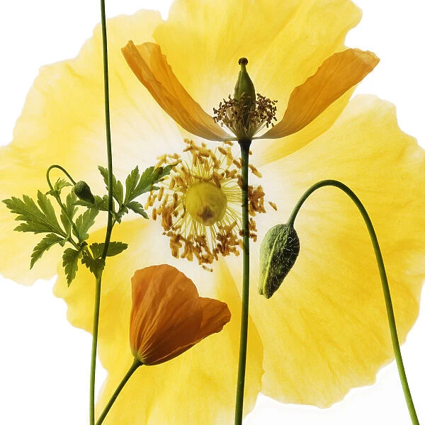 RF_0135. Meconopsis cambrica. Poppy - Welsh poppy. Yellow subject. White b / g
