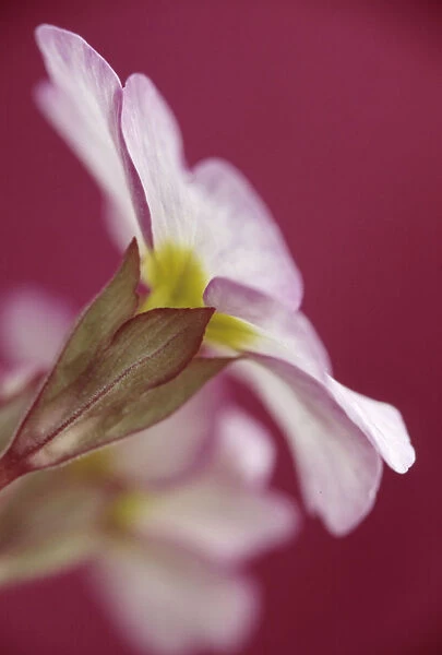 SK_0106. Primula vulgaris. Primrose. Pink subject. Pink b / g