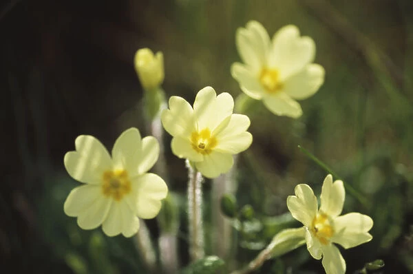 SK_0125. Primula vulgaris. Primrose. Yellow subject