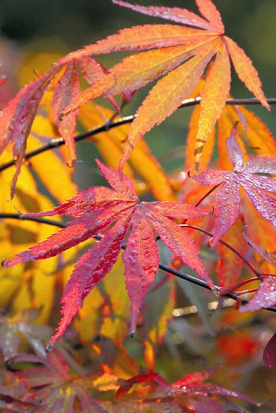 SK_0206. Acer palmatum Beni-kagami. Japanese maple. Red subject
