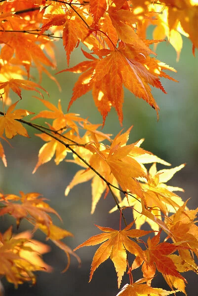 SK_0217. Acer palmatum O kagami. Japanese maple. Orange subject