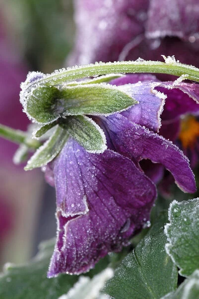 SK_0247. Viola wittrockiana. Pansy. Purple subject