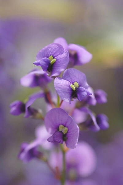 SK_0435. Hardenbergia violacea. Sarsaparilla - Australian. Purple subject