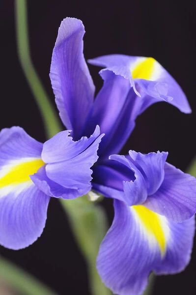 SK_0754. Iris cultivar. Iris. Blue subject. Black background