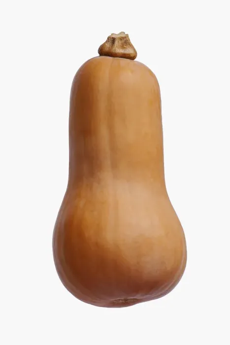 Framed Print : Butternut Squash Print Framed Print : Butternut Squash Print