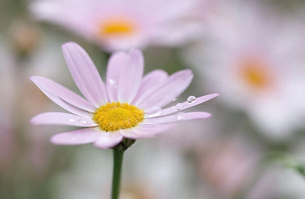 SUB_0089. Argyranthemum Petite pink. Daisy. Pink subject