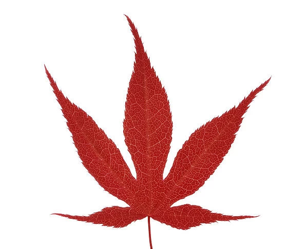 TIS_0353. Acer Palmatum Atropurpureum. Japanese maple. Red subject. White b / g