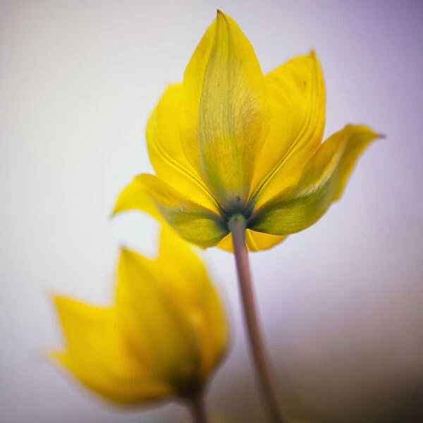 Tulip, wild tulip, Tulipa sylvestris
