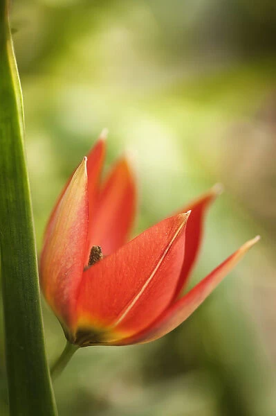 tulipa humilis var. pulchella little princess, tulip, red subject