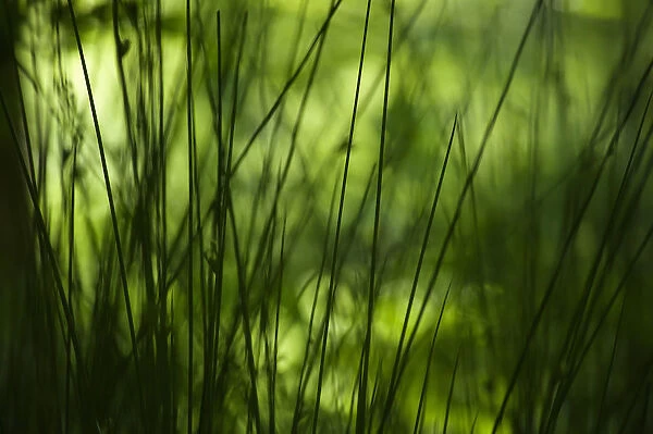 View through some grasses