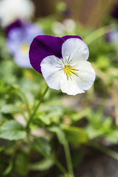 Viola cultivar. Single flower with white and purple petals covered in tiny insects