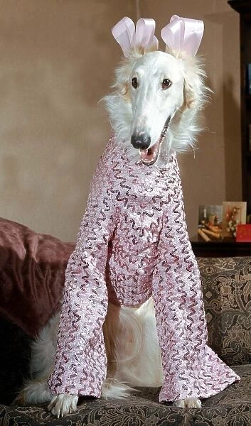 6 month old elegant Borzoi Gold Dust dressed for Christmas party in pink sequin shimmer