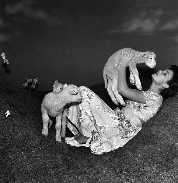 Actress Jean Simmons with Lambs. October 1948 O15147-001