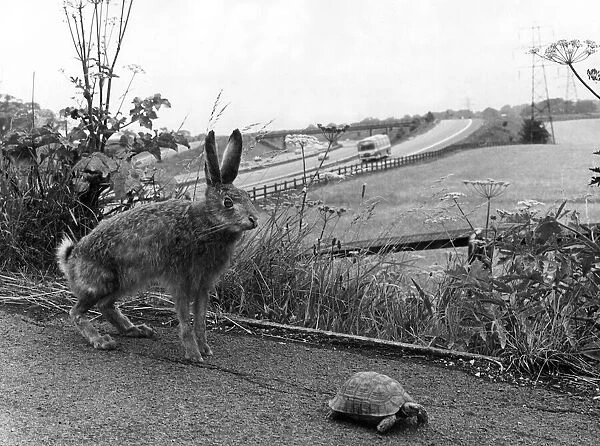 Aesops fable re-enacted, the tortoise and the hare