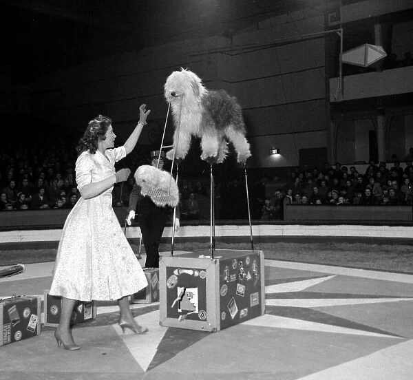 Alma Michaels dog act at the Kelvin Hall Circus in Glasgow Muff the old