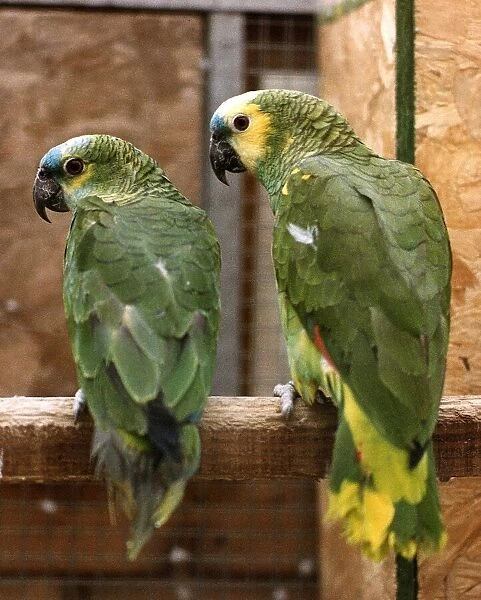 Amazon Parrots circa 1995