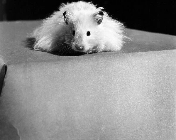 Animal: Cute: Long Haired Hamster. March 1975 75-01568-001