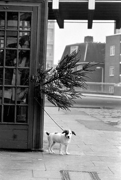 Animal, Cute: Puppy Dog outside Telephone Box. December 1972 72-11831-003