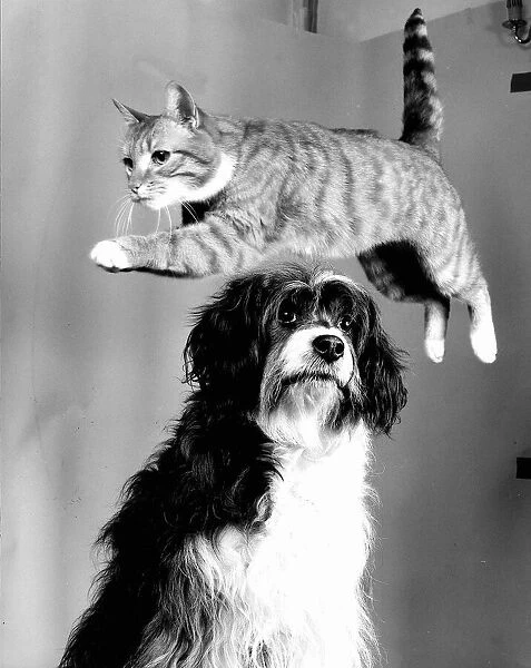 Animal Dog and Cat September 1987, A tabby cat jumping over the head of an unimpressed
