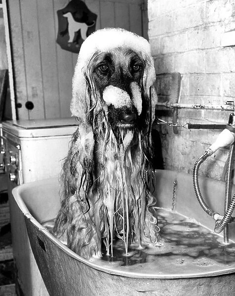 Animal Dogs Afghan Hound February 1979 Top Dog Khonistan Androcles of Alyshan is