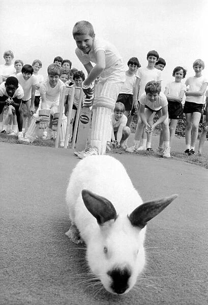 Animal: Humour: Sport. Rabbits on cricket pitch. July 1981 81-03773