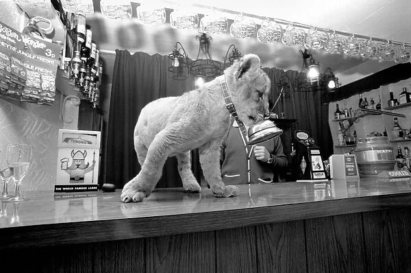 Animal: Unusual: Cute: Lion cub at Public House. Regulars at a quiet country pub in