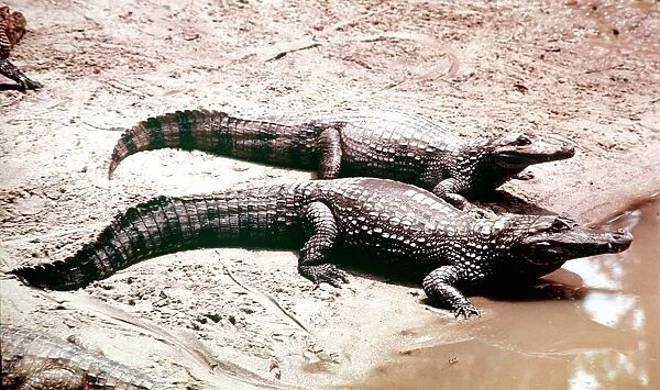 Animals Amazon Caimen Crocodile March 1975 Caiman Species