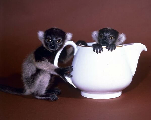 Animals - Baby Lemurs in a teapot February 1987 A©mirrorpix