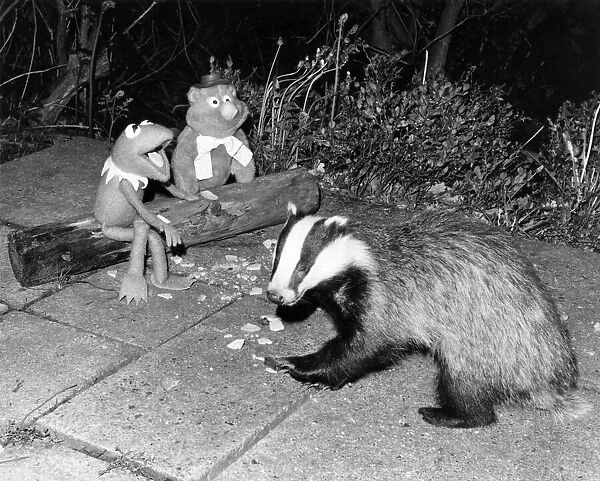 Animals - Badgers. May 1977 P000390