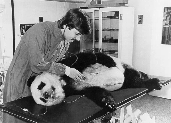 Animals - Bears - Pandas. Drip feed... and intensive care in the zoo hospital for