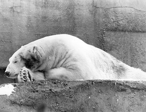 Animals - Bears - Polar. Dozy... A Polar Bear snoozing at the Zoo. January 1985 P000368