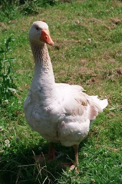 Animals Birds Goose July 1996