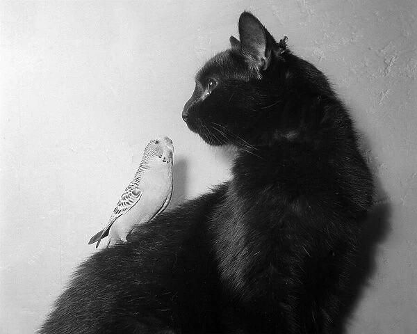 Animals cats and birds budgies January 1955