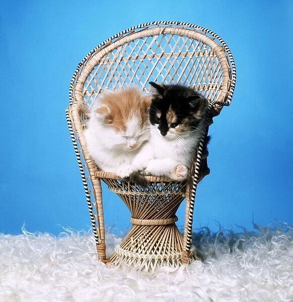 Animals - Cats - Kittens Kittens - sitting together in a chair