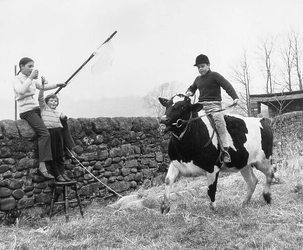 Animals Children with Cows. 1st March 1971